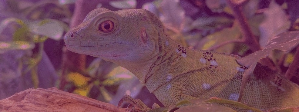 Picture of a lizard at the San Francisco Zoo with a pink tint